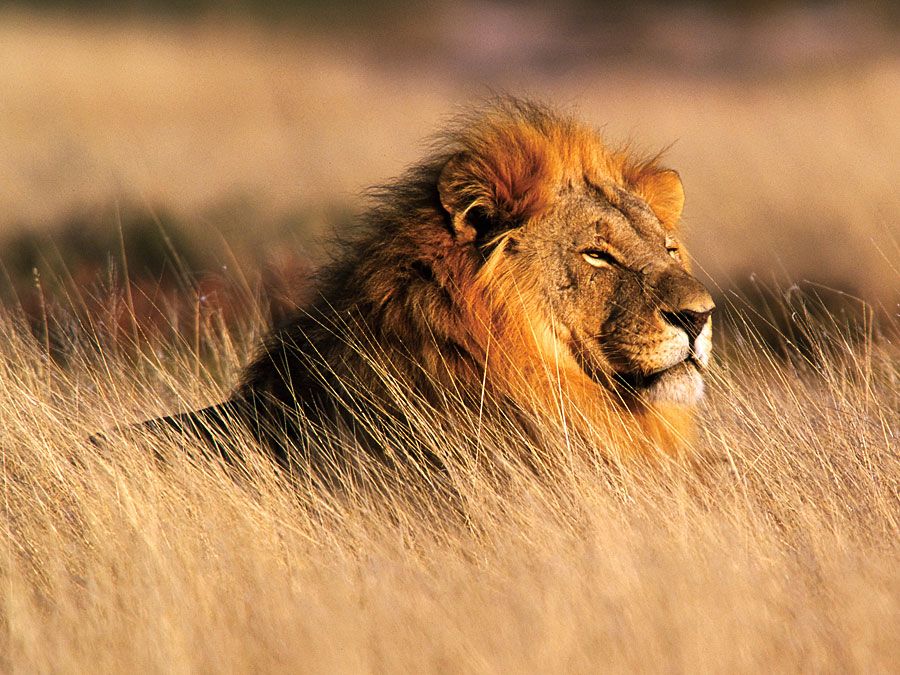 Lion | Characteristics, Habitat, & Facts | Britannica - Does Lion's Mane Interfere With Thyroid Medication