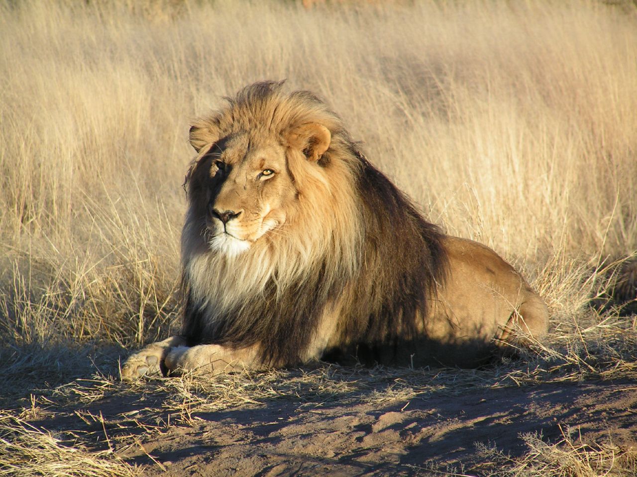 Does Lion's Mane Interfere With Thyroid Medication