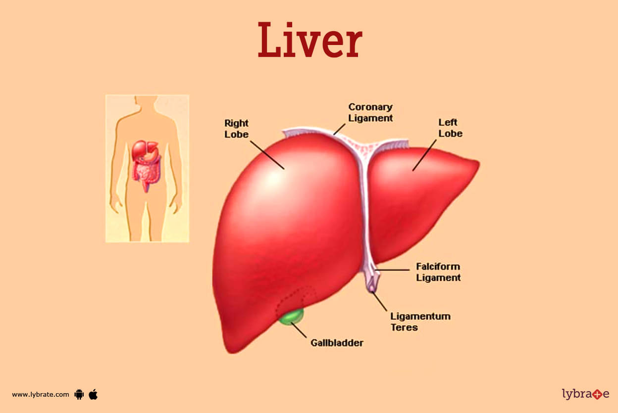 Liver (Anatomy): Image, Function, Diseases, Tests, Treatments - Can Liver Disease Cause Dementia Like Symptoms