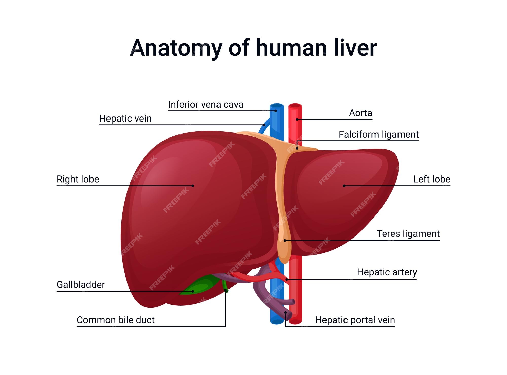Liver Anatomy Model - Can Liver Disease Cause Dementia Like Symptoms