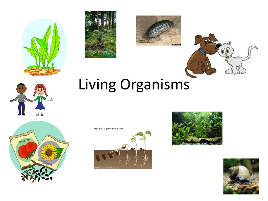 Living Organisms - Organisms That Must Consume Food For Their Energy