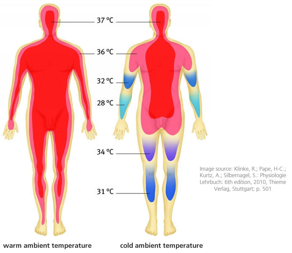 Living things maintain a stable internal environment. As the - During Outdoor Physical Activity The Body Maintains Its Temperature By