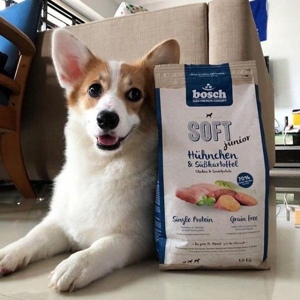 Softer Dog Food For Older Dogs