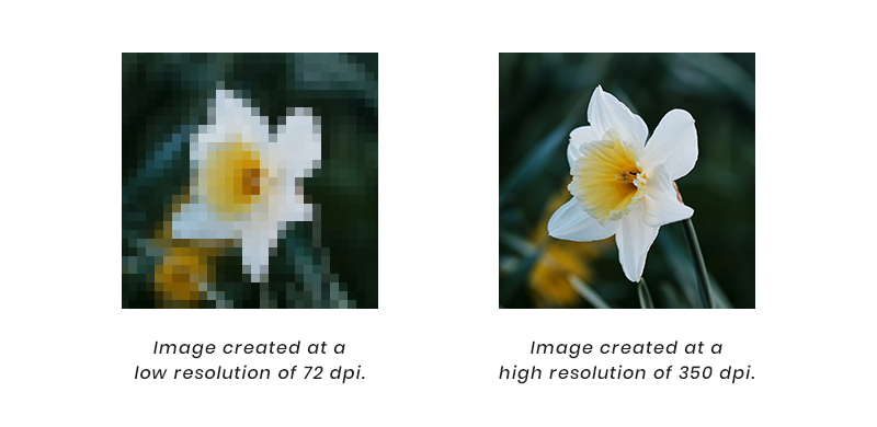 Low Resolution Images vs. High Resolution Images Differences - Low Cost Spay And Neuter Austin