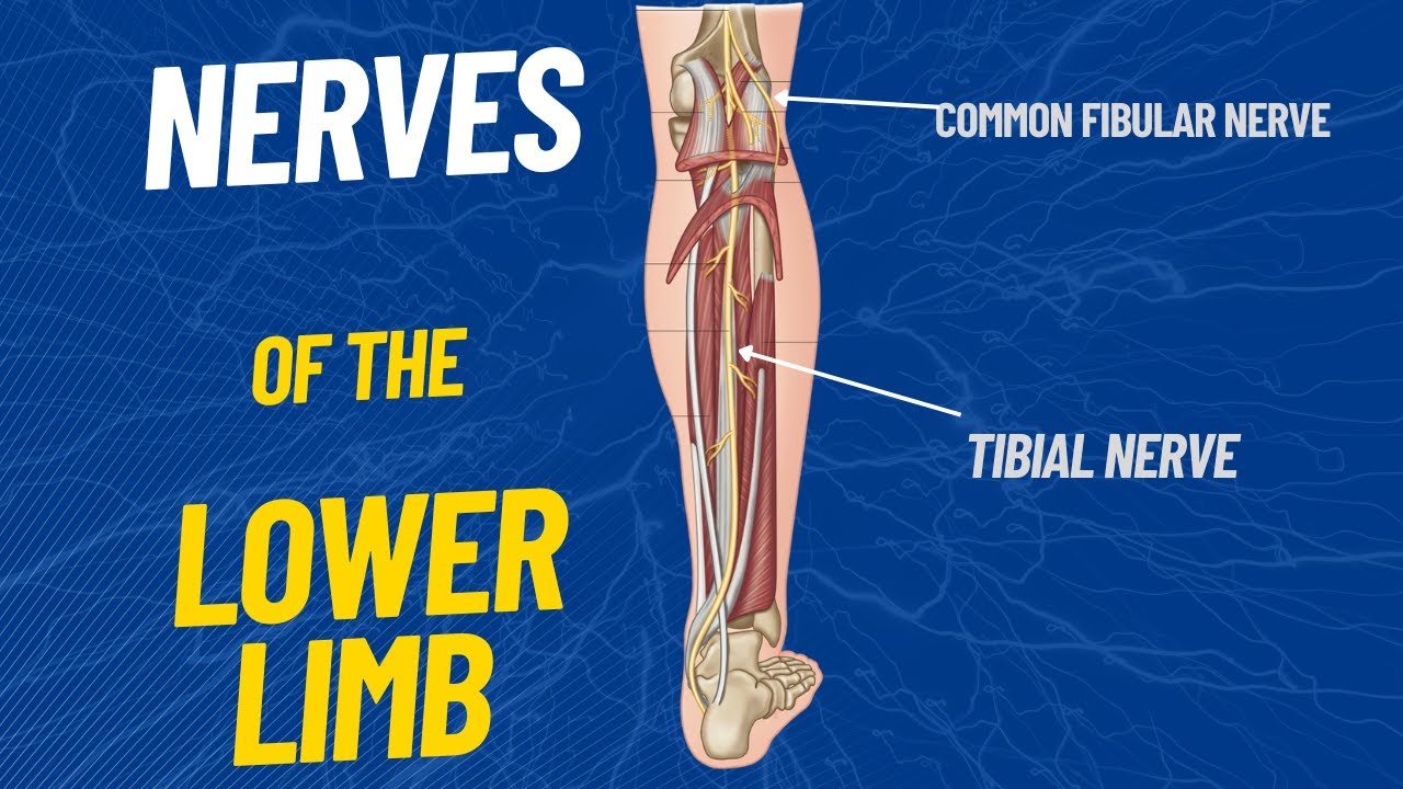 Lower Limb - How To Lower C Reactive Protein Naturally