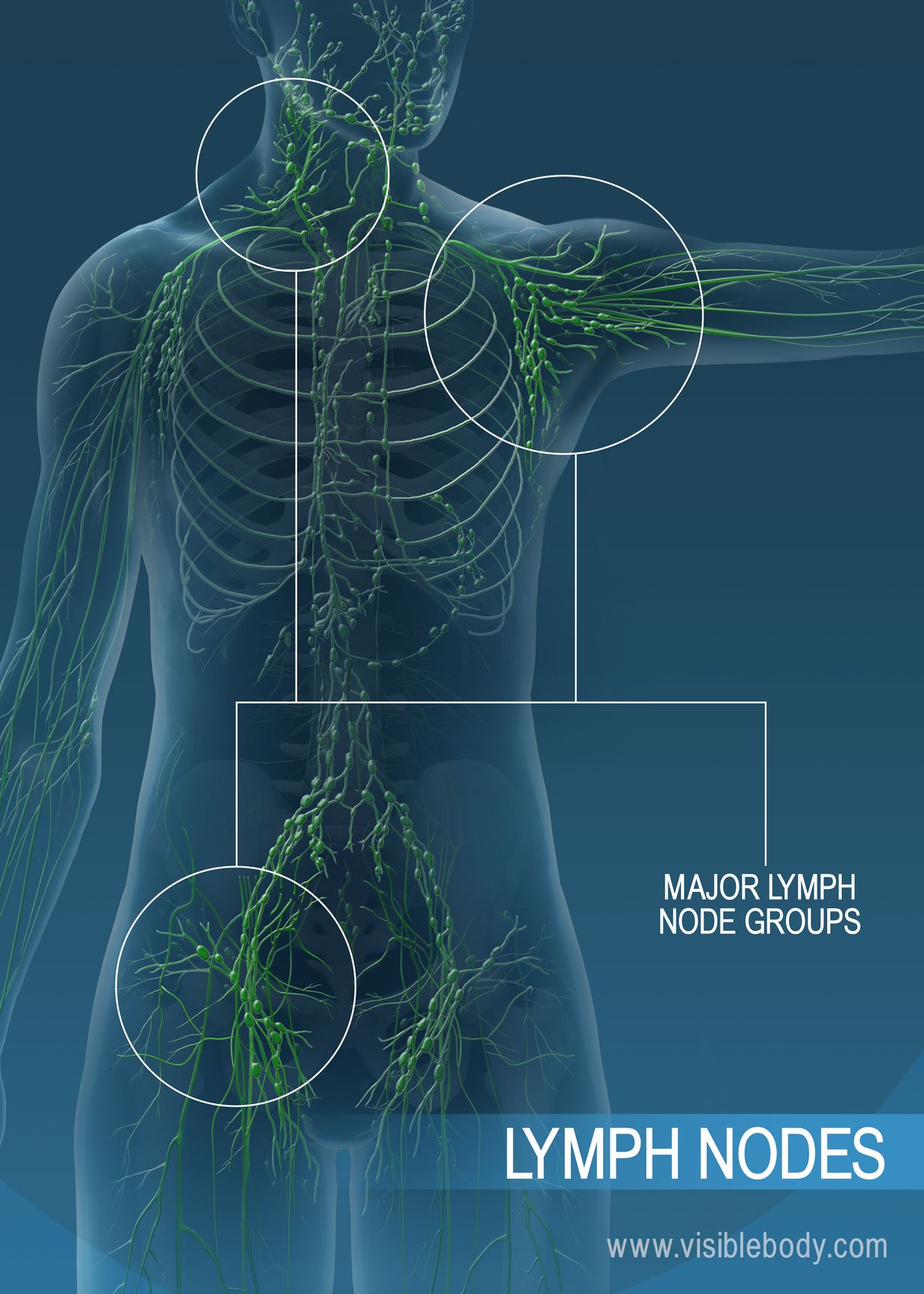 Can Lymph Drainage Make You Sick
