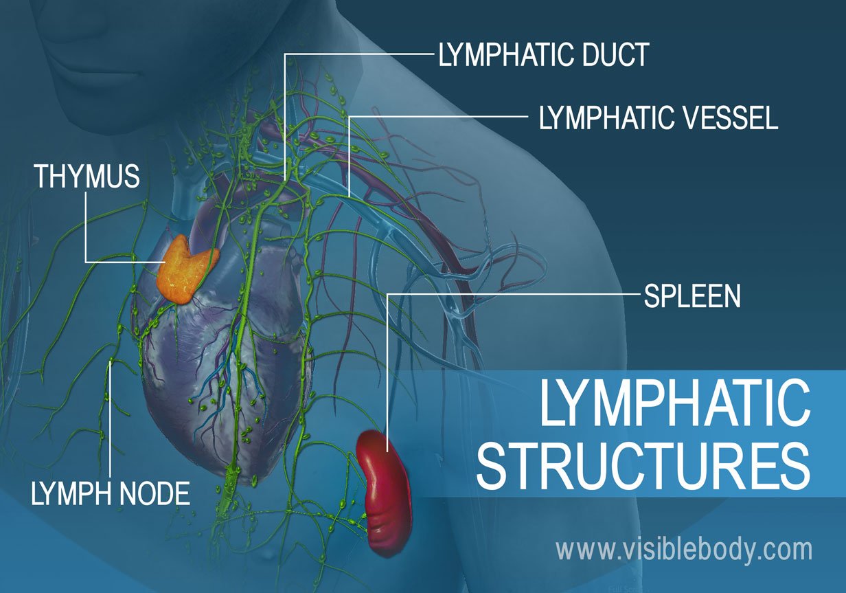Lymphatic System - Can Lymph Drainage Make You Sick