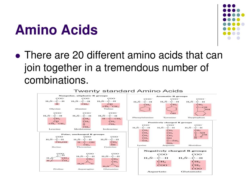 Amino Acids Are Joined Together In Order To Form