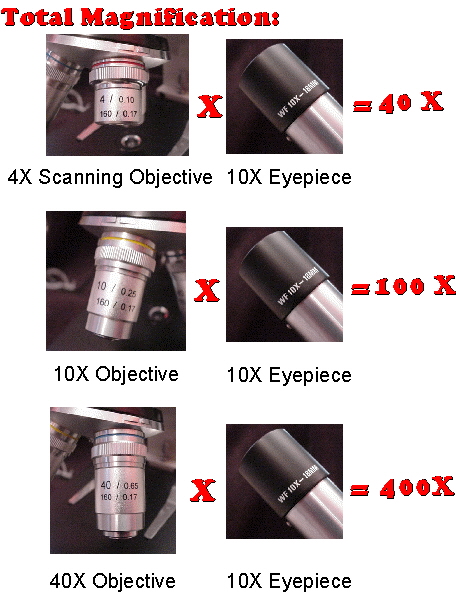 Magnification - Magnification Of The Low Power Objective Lens Is Usually