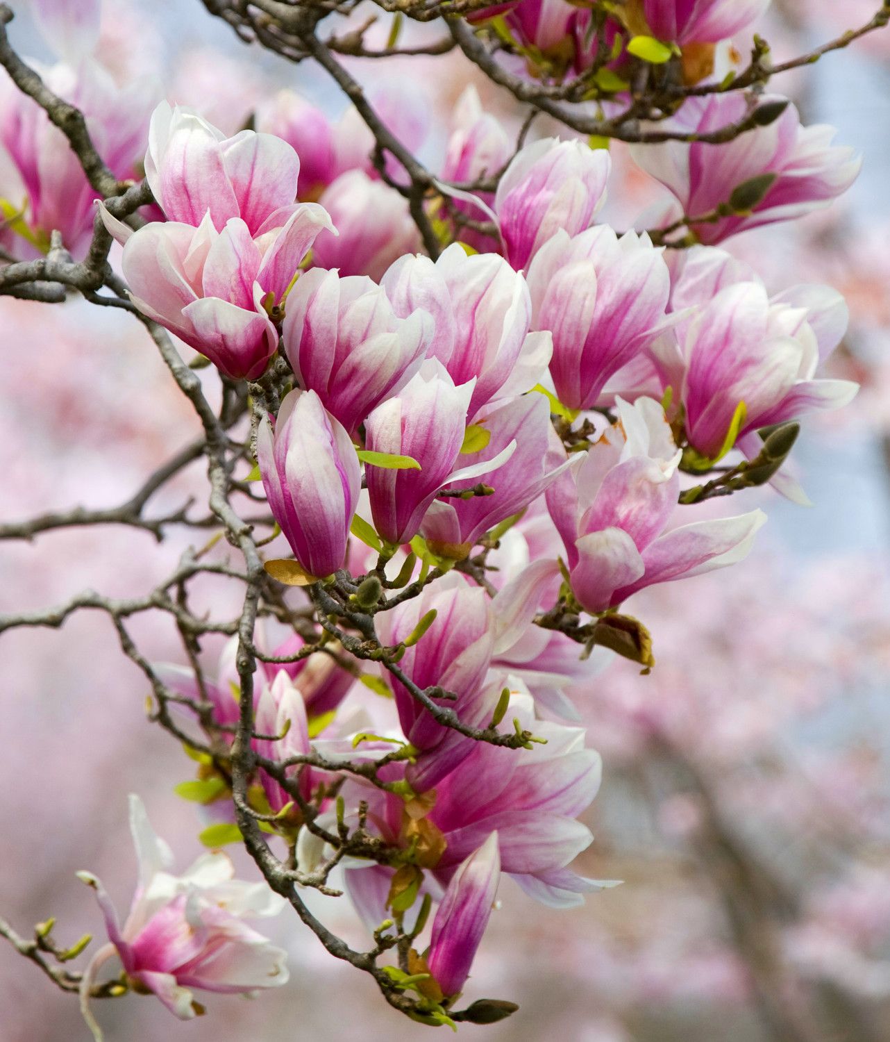 Magnolia ( most beautiful flowers) | Dr.Tohid Nooralvandi | Pulse - Magnolia Ube Ice Cream Near Me