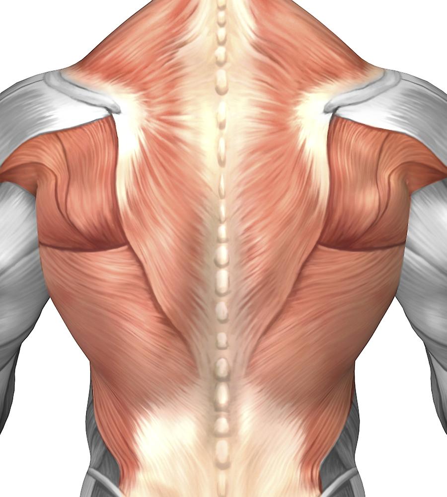 Male muscle anatomy of the human back. Poster | Fruugo UK - Back To The Future Logo Generator