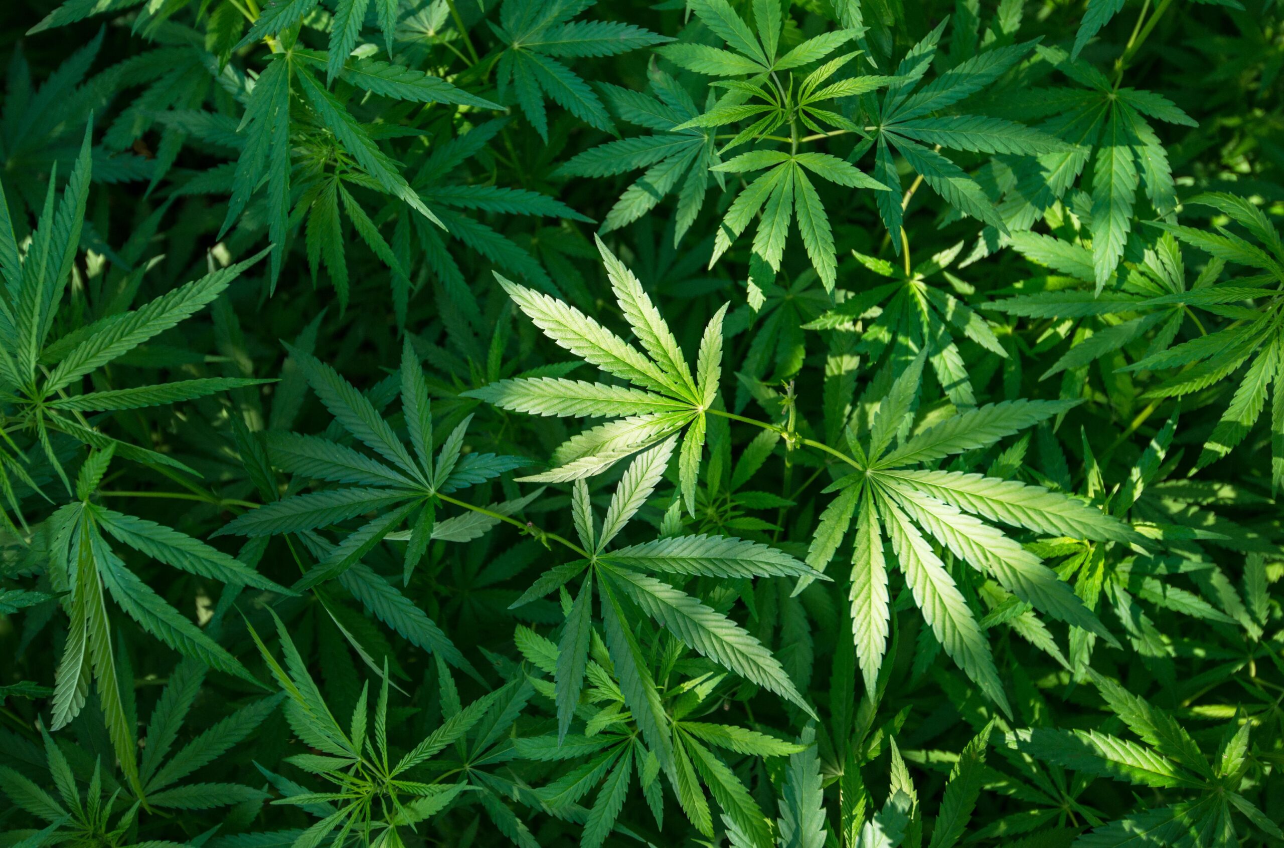 Marijuana Side Effects: Short and Long Term - Marijuana Infused Alcohol For Pain Relief