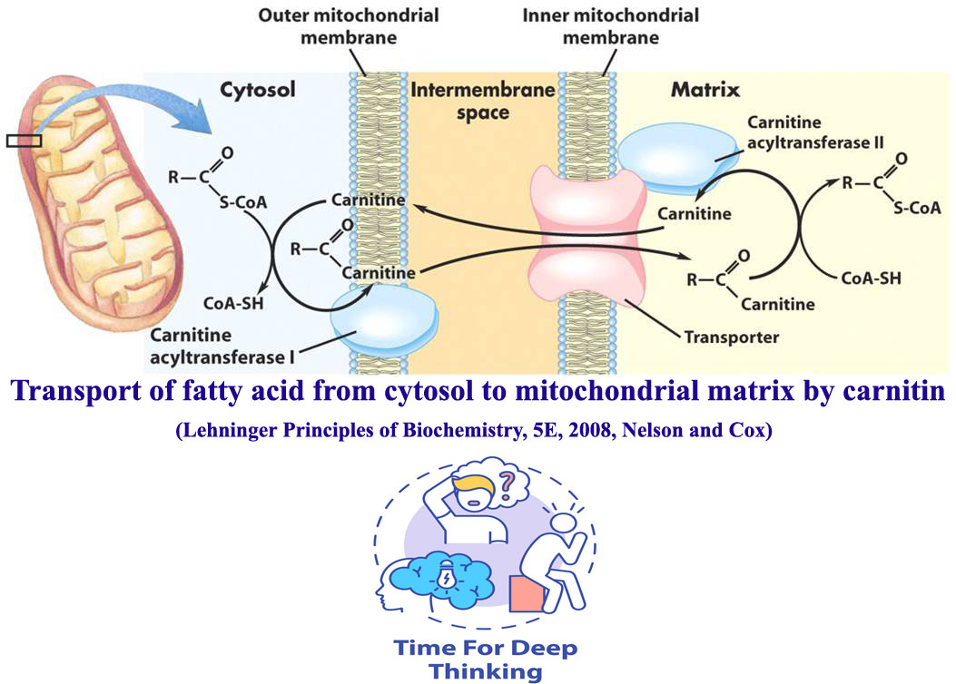 MCQs on fatty acid oxidation – Bio Technology - Fatty Acid Oxidation Occurs In The Mitochondrial Matrix