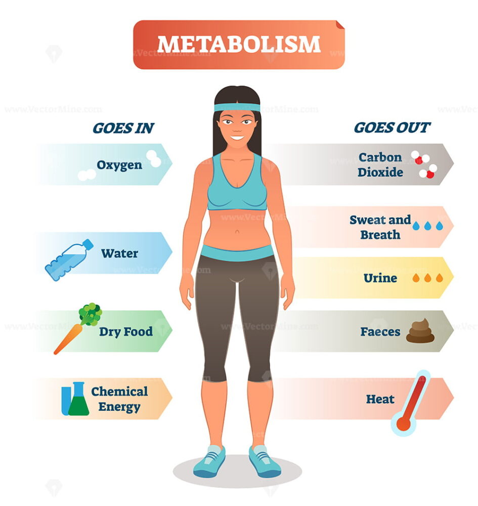 Metabolism vector illustration - VectorMine - Metabolism Ignite Reviews Before And After