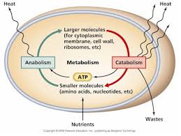 Microbial Metabolism - Assignment Point - Choose The Outcomes Of Microbial Metabolism.