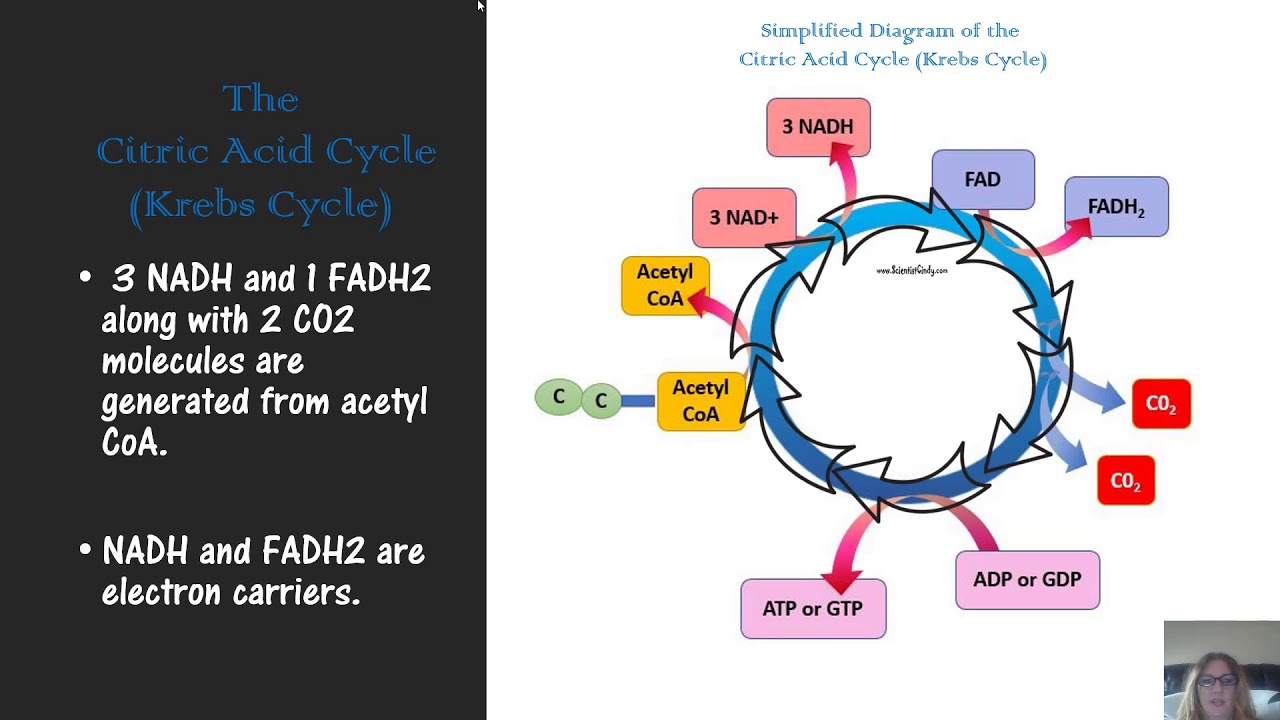 Choose The Outcomes Of Microbial Metabolism.