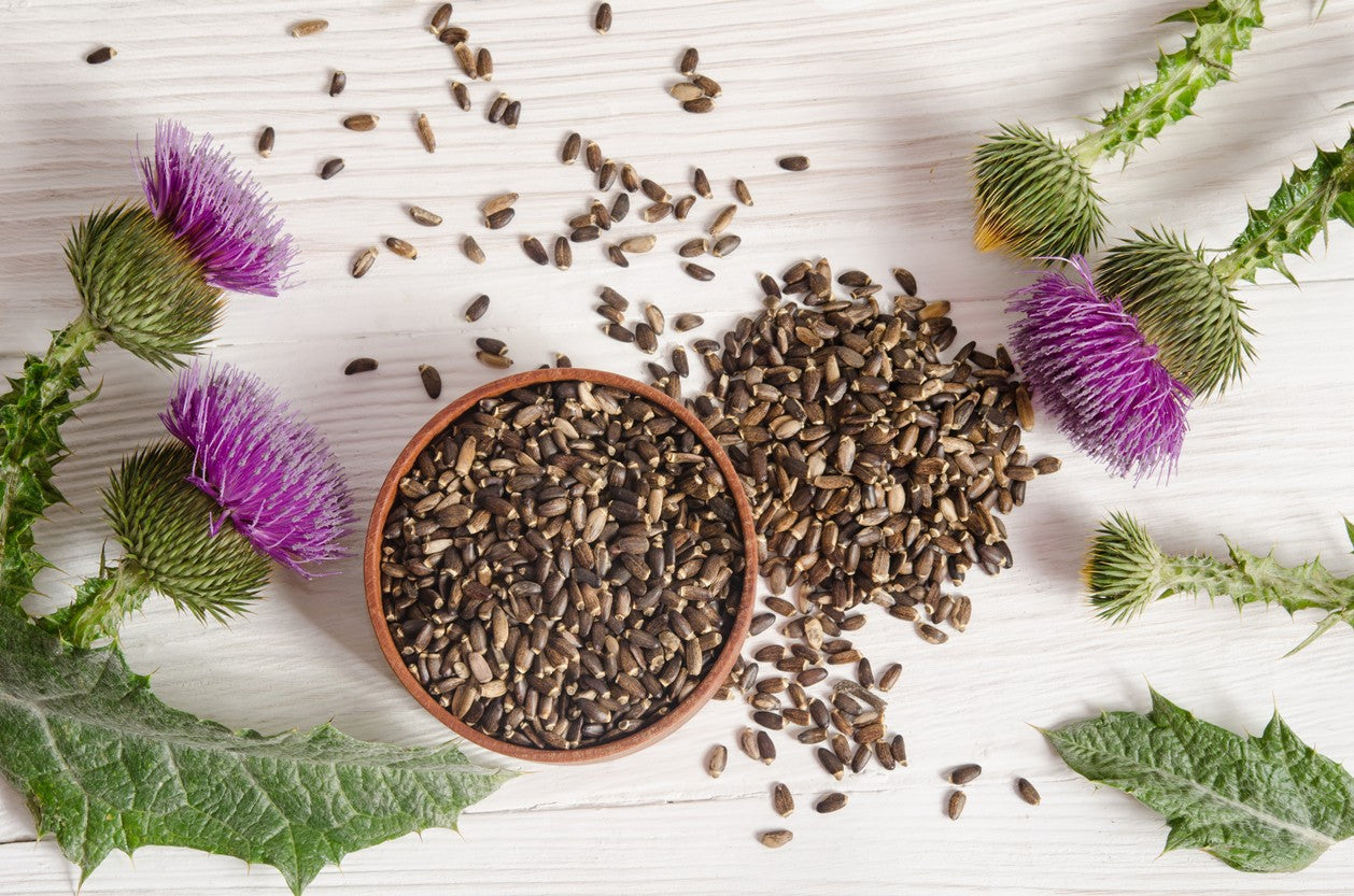 Milk Thistle & Dandelion Root Wellness Benefits | Cedar Bear – Cedar - Benefits Of Milk Thistle And Dandelion Root
