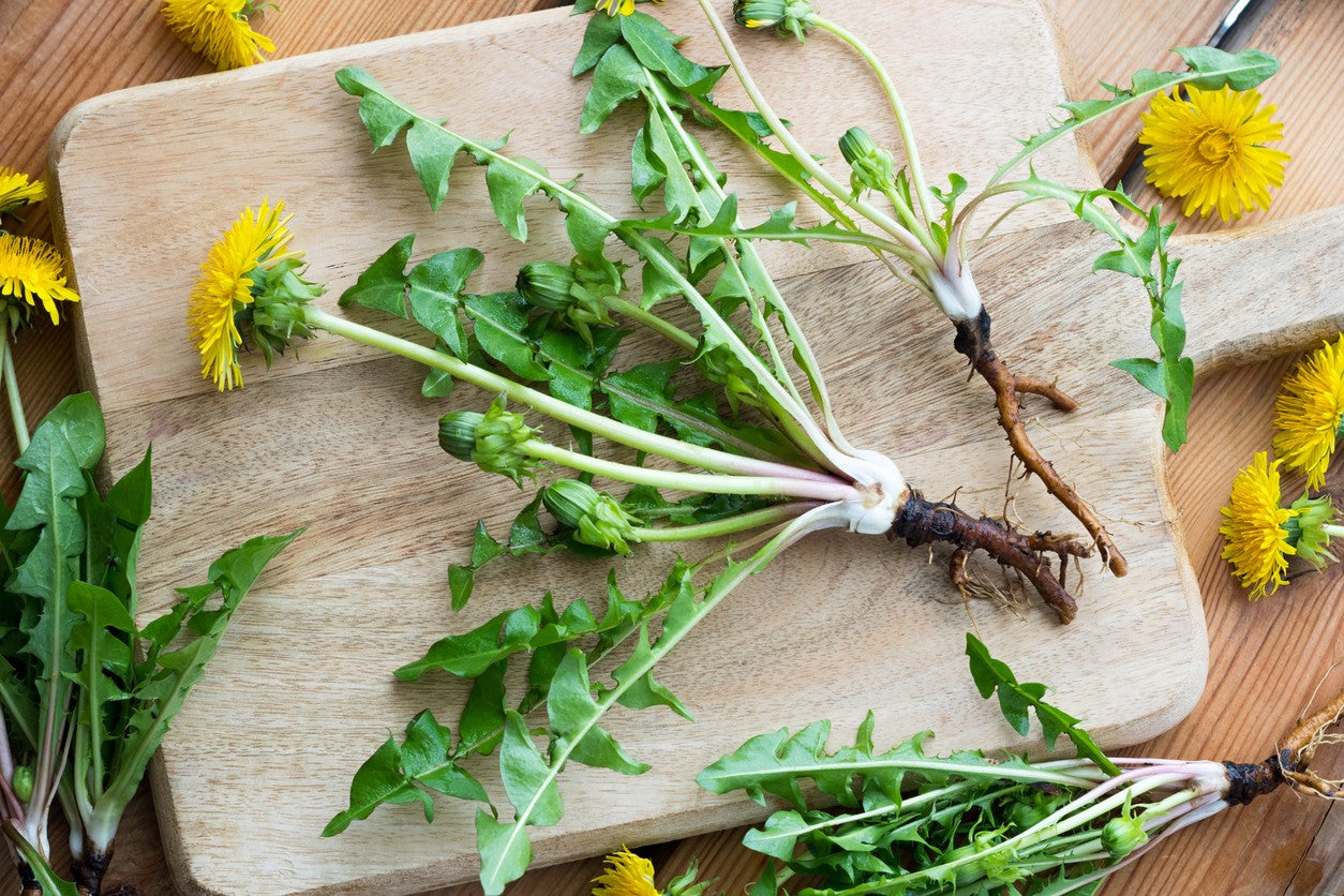 Milk Thistle & Dandelion Root Wellness Benefits | Cedar Bear – Cedar - Benefits Of Milk Thistle And Dandelion Root