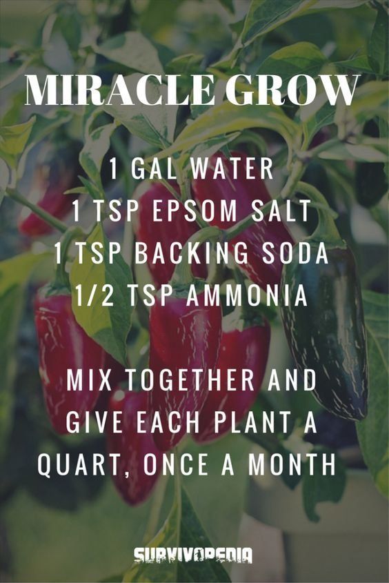 Is Miracle Grow Good For Grass