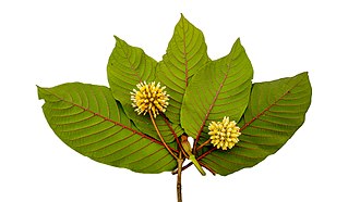 Mitragyna speciosa - Wikipedia - Does Kratom Show On A Drug Test