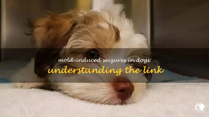 Can Mold Cause Seizures In Dogs