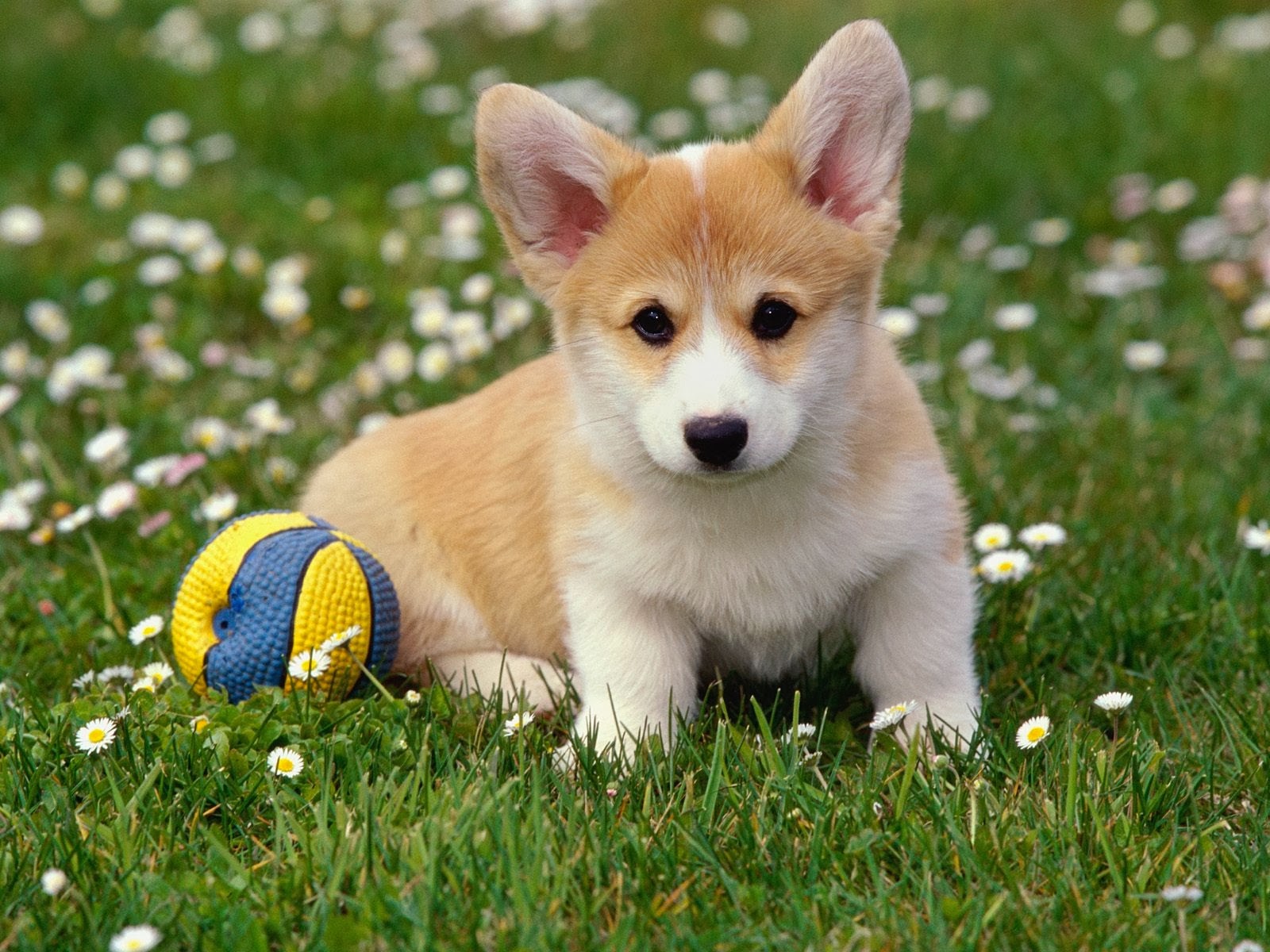Most Beautiful Dog Pictures ~ Explore Amazing World - Pet Action Pro For Dogs Reviews