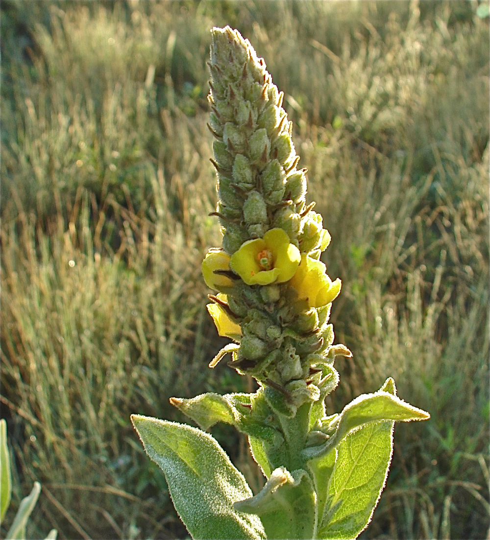 Mullein Leaf - Mullein Elderberry Peppermint Echinacea Manuka Honey