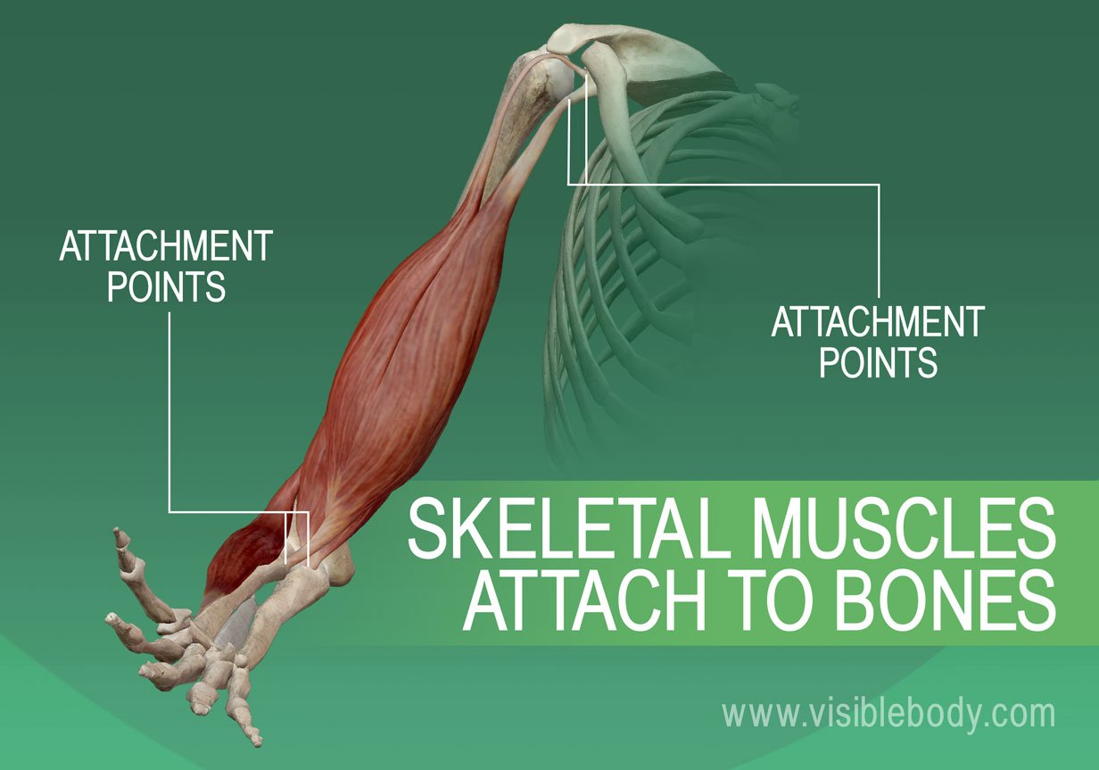 Muscular system | Learn Muscular Anatomy - Attaches Bones To Bones And Muscles To Bones