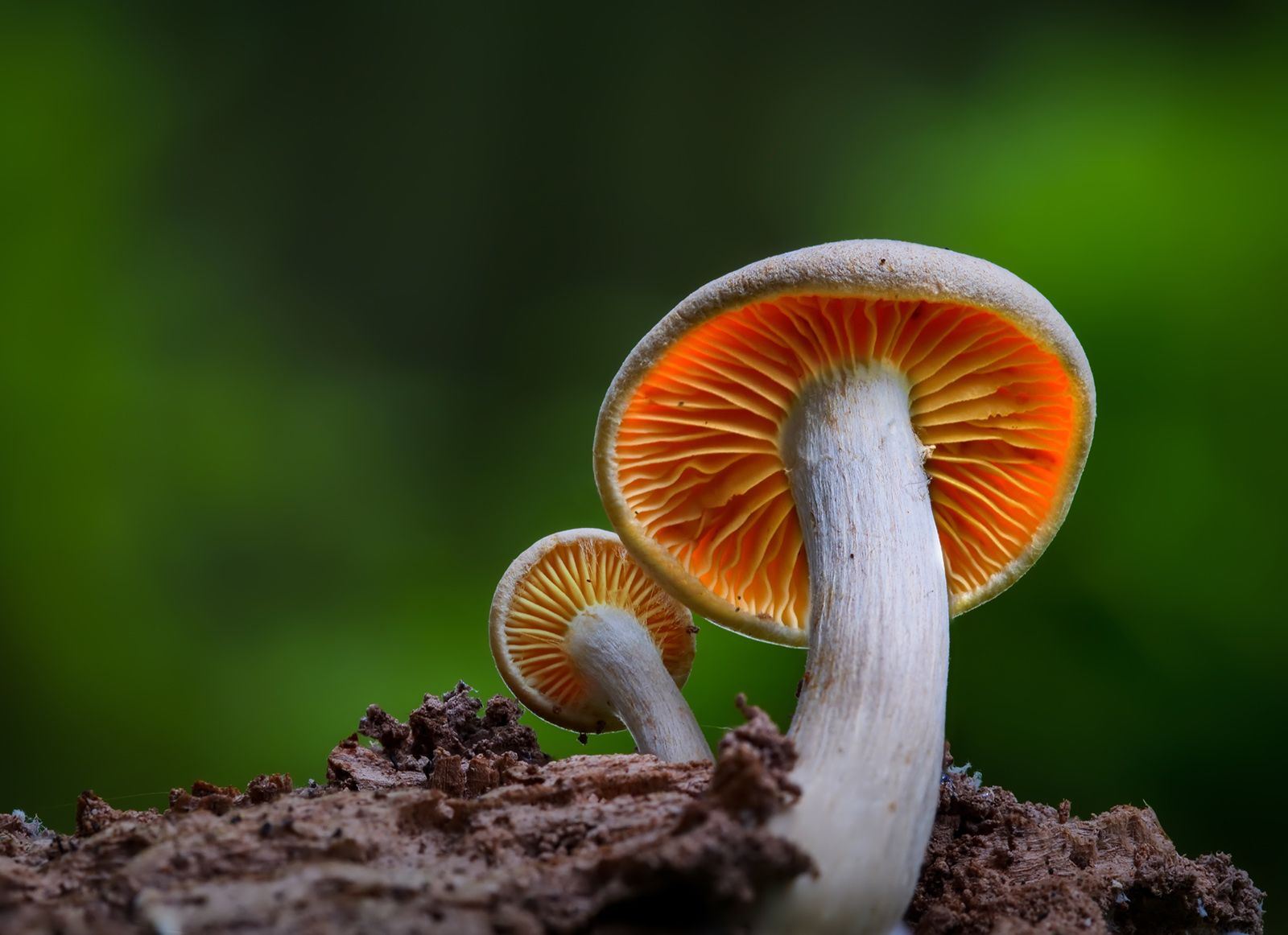 mushroom summary | Britannica - Does Mushroom Coffee Help With Erectile Dysfunction