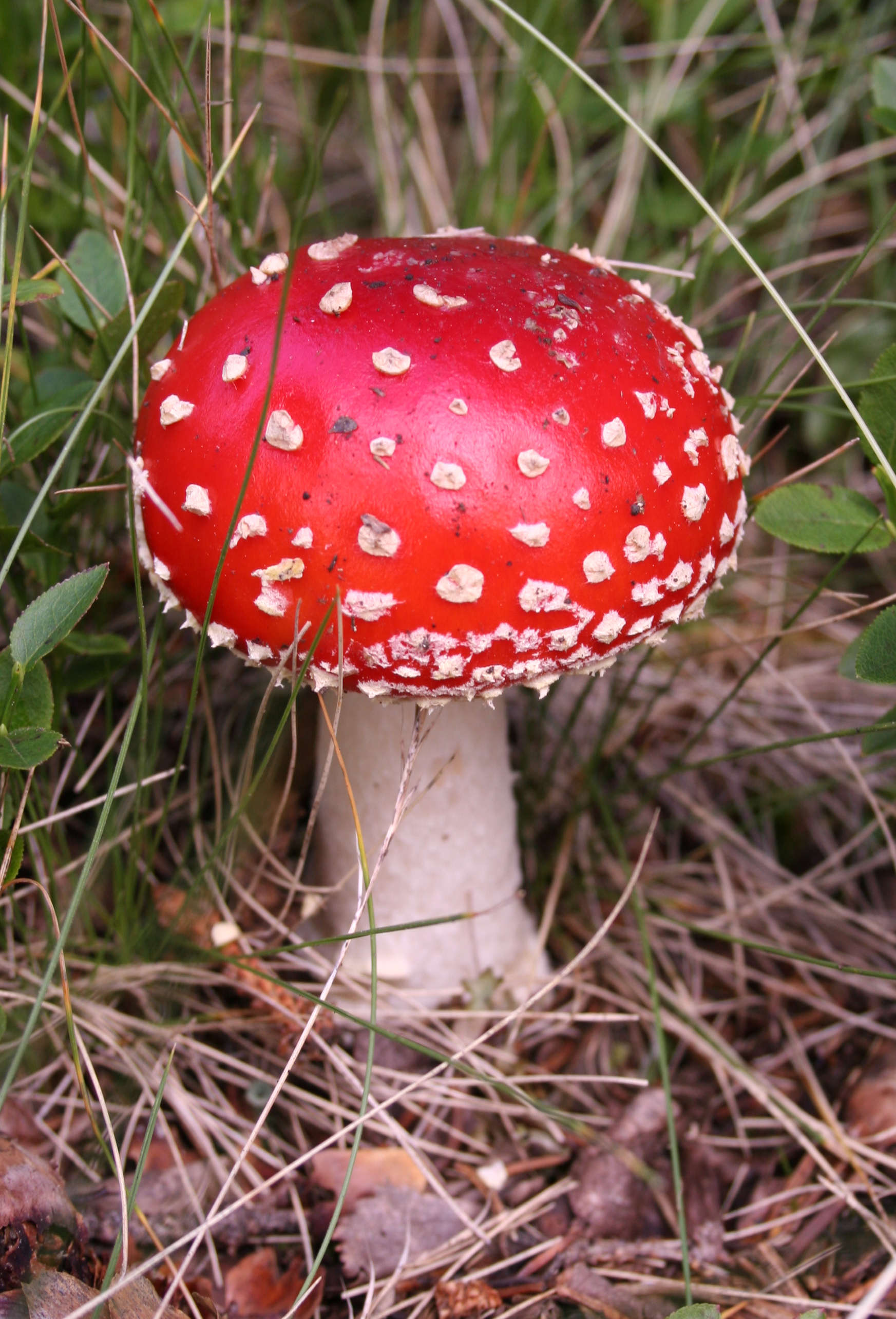 Mushroom - Wikipedia - Does Mushroom Coffee Help With Erectile Dysfunction