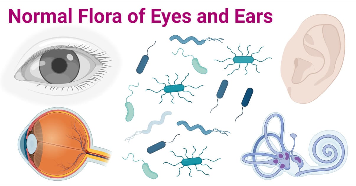 Mycology Notes - Microbe Notes - Normal Microbial Flora Is Best Described As