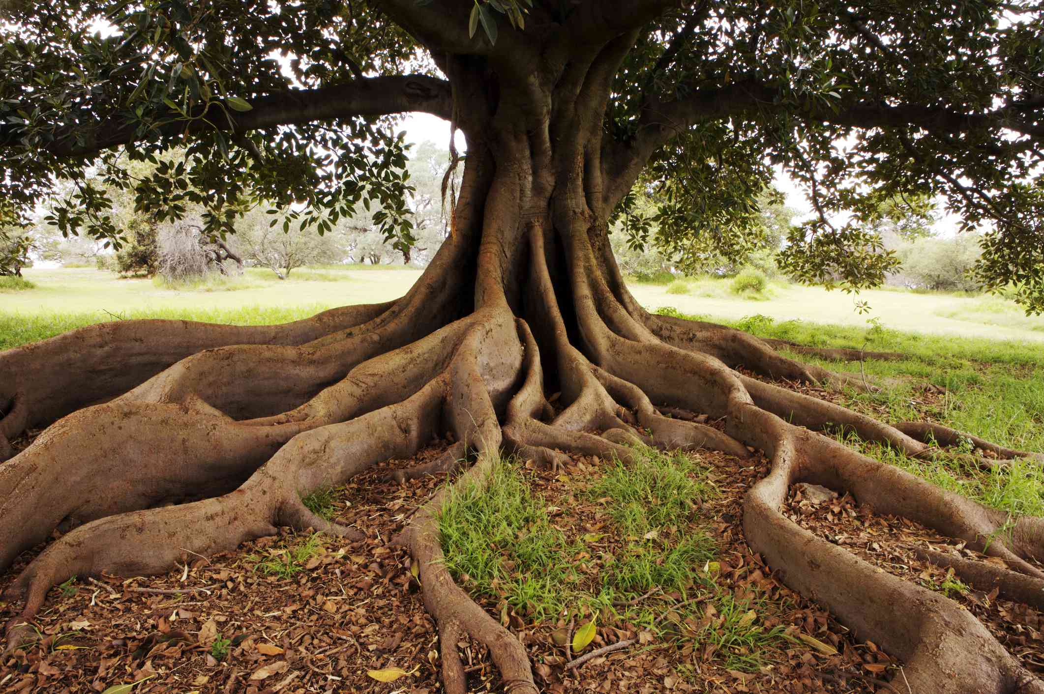 Myths and Misconceptions About Tree Roots Explained - Roots And Blues Columbia Mo 2024