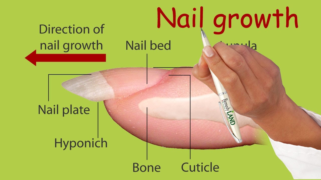 Nail growth - YouTube - Nail Growth Occurs At The Nail