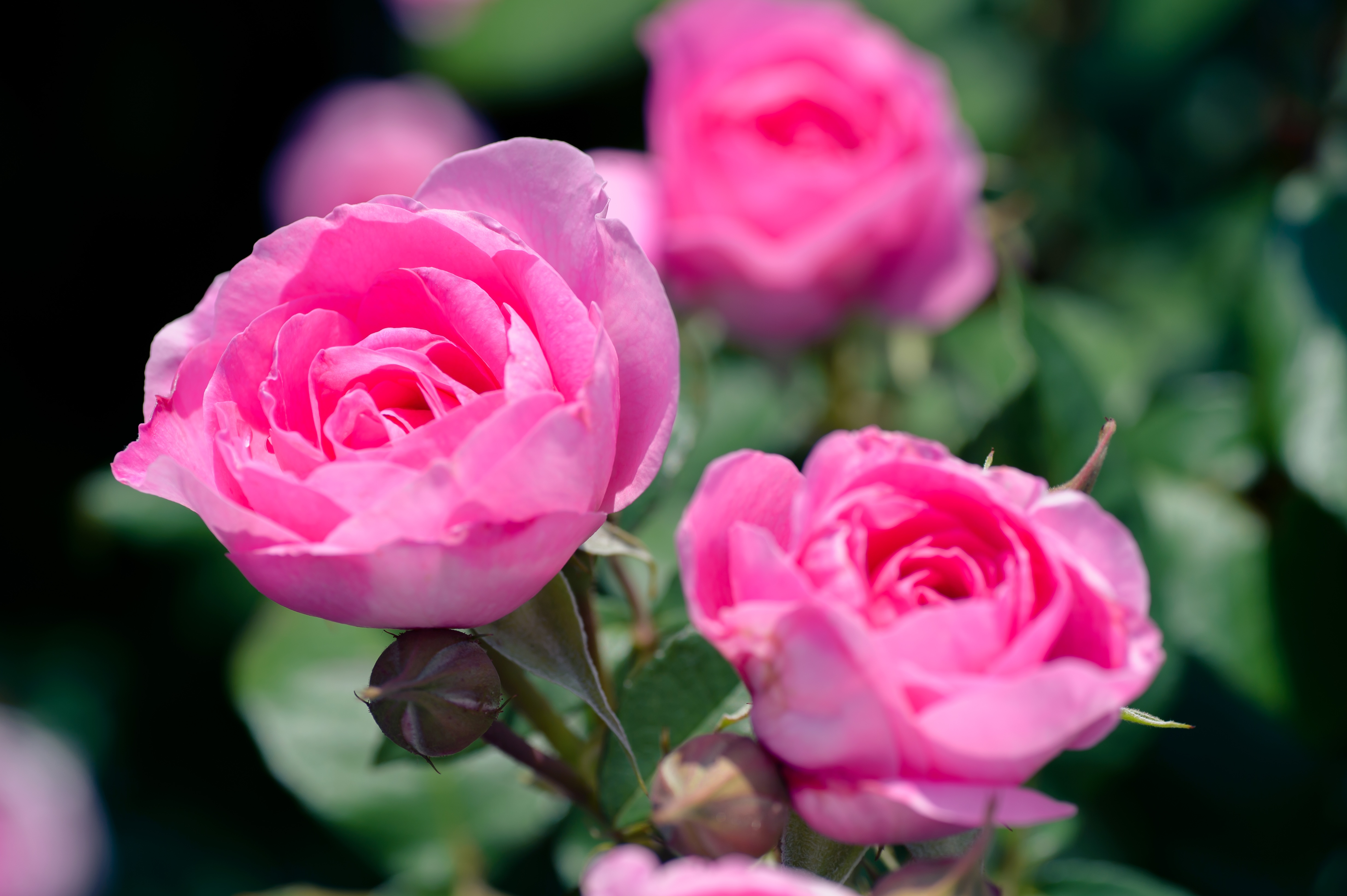 Natural Rose Flower Garden Images - Rose In Water Globe How Long Does It Last