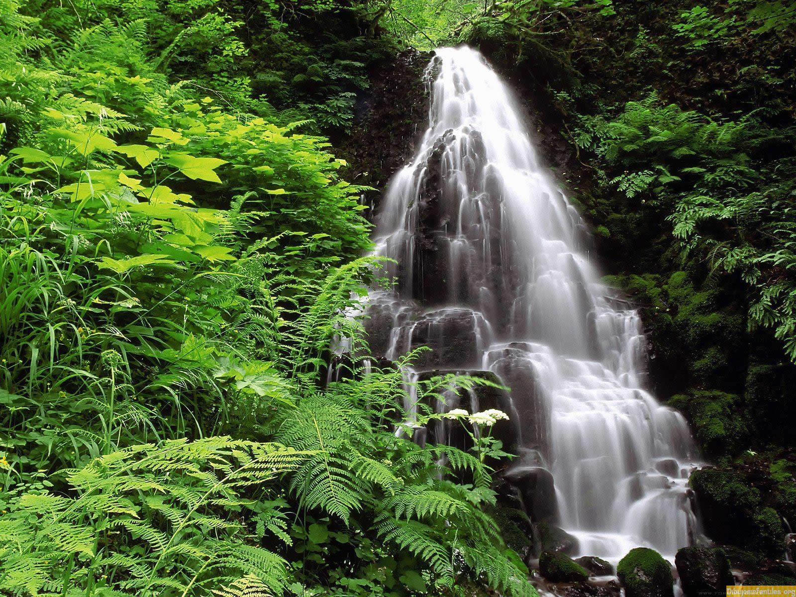 NATURALEZA VIVA Y BELLA. - Natural Ways To Pass A Drug Test
