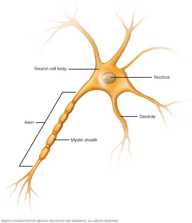 Nerve cell (neuron) - Mayo Clinic - Nerve Recovery Max Reviews And Complaints