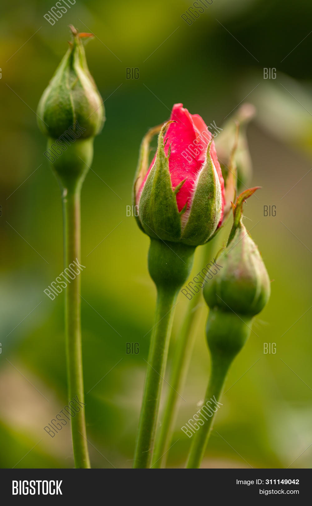 New Red Rose Bud. Image & Photo (Free Trial) | Bigstock - Bud's Best Cookies Where To Buy
