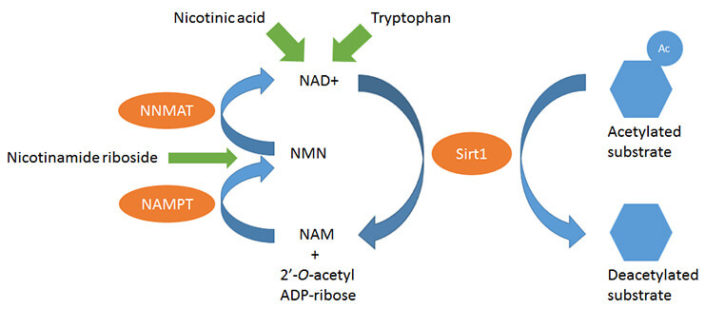 Nicotinamide Adenine Dinucleotide(NAD) - Purelife bio - Nicotinamide Riboside Vs Nicotinamide Adenine Dinucleotide