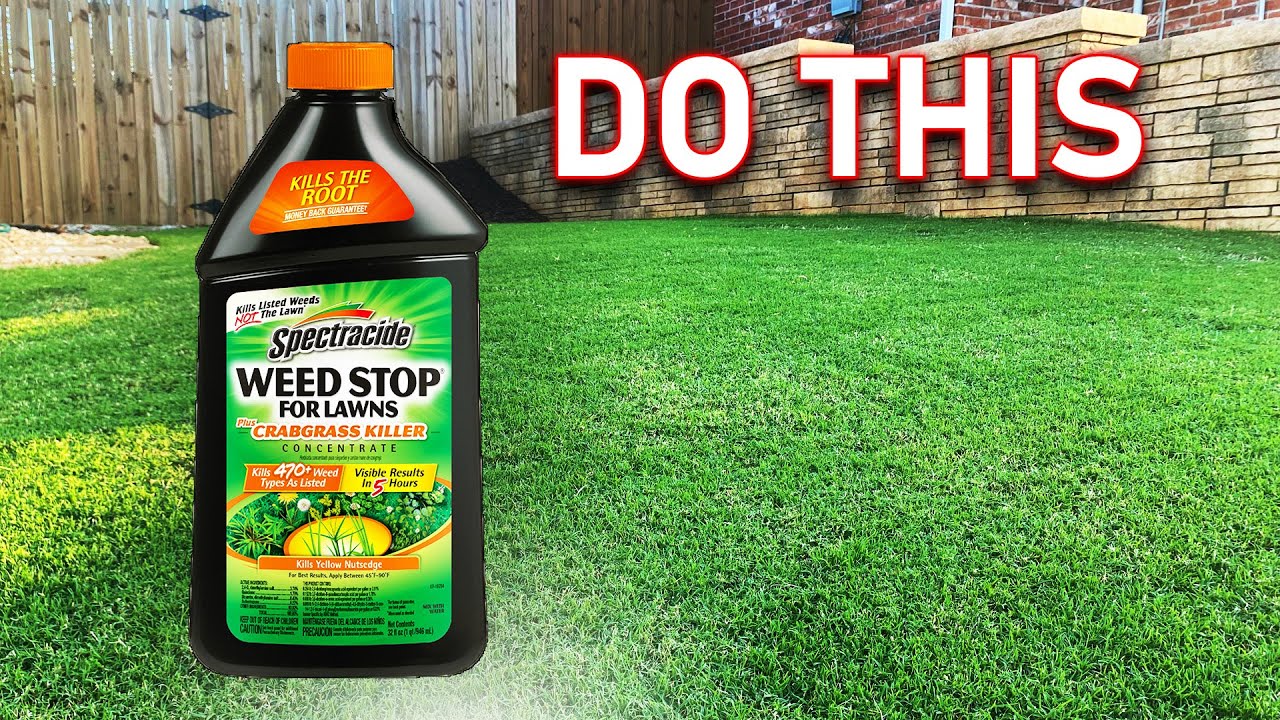 No Lawn Weeds With These Easy Tips - YouTube - Sprayed Weed Vs Non Sprayed Weed