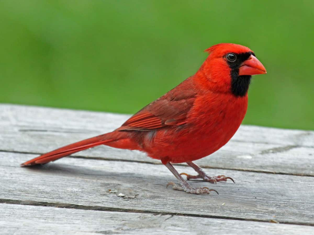 Cardinal Management Group Inc Woodbridge Va