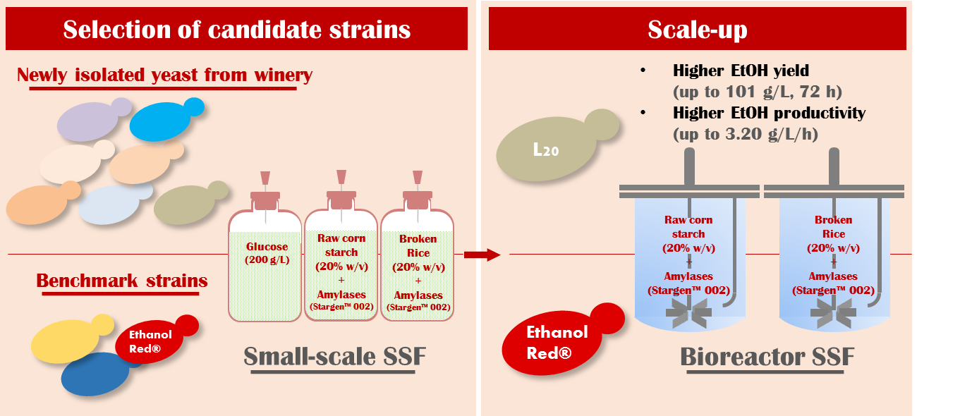 Novel Yeast Strains for the Efficient Saccharification and Fermentation - Bioethanol Yeast And Enzyme Strains For Sscf Commericially Availible