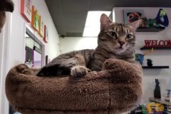 Ontario Spay and Neuter - Services Offered By Ontario Spay And Neuter