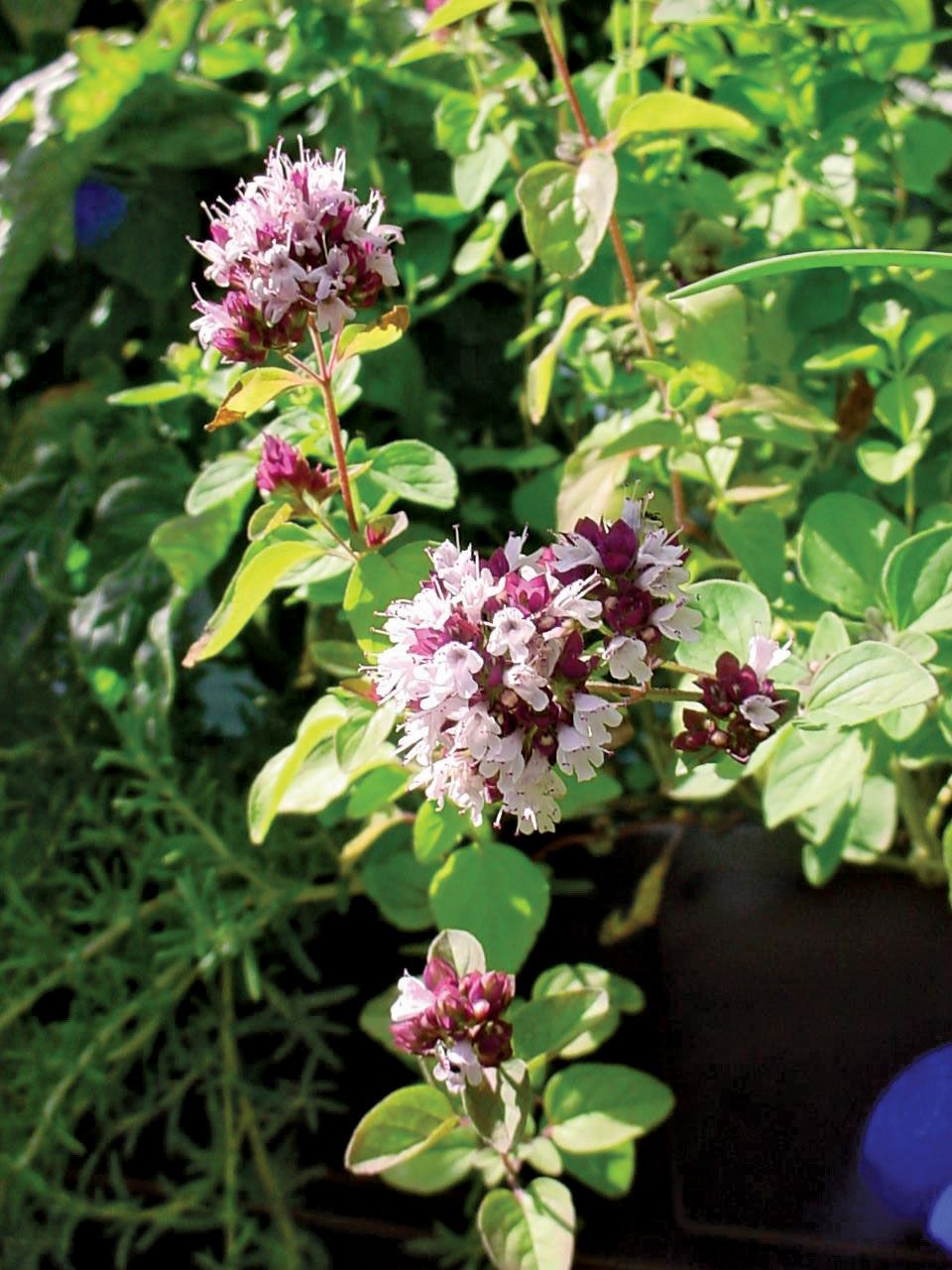 Oregano | Description, History, Uses, & Facts | Britannica - Oregano And Tea Tree Oil For Toenail Fungus