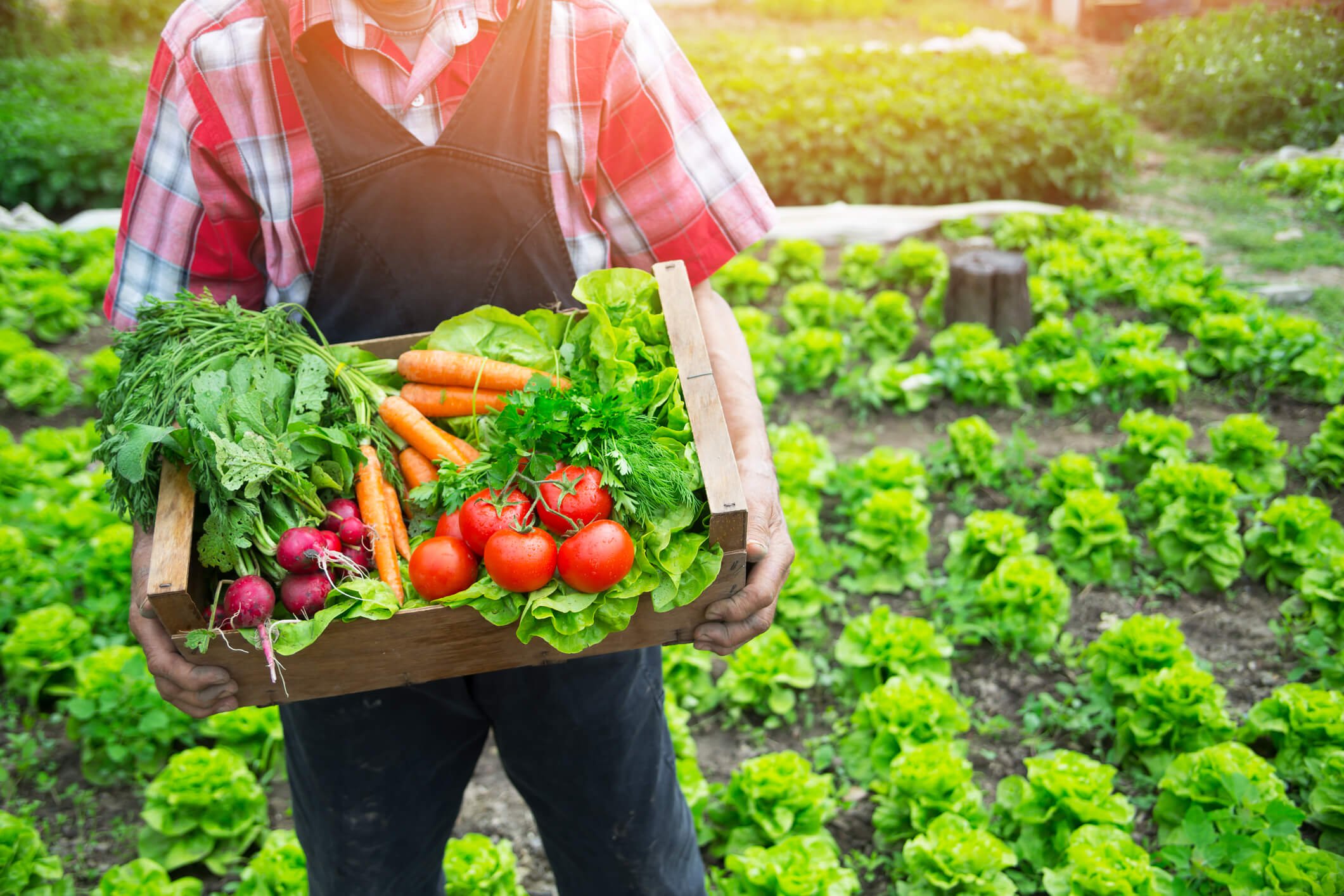 Organic Food - Organic Black Seed Oil Near Me