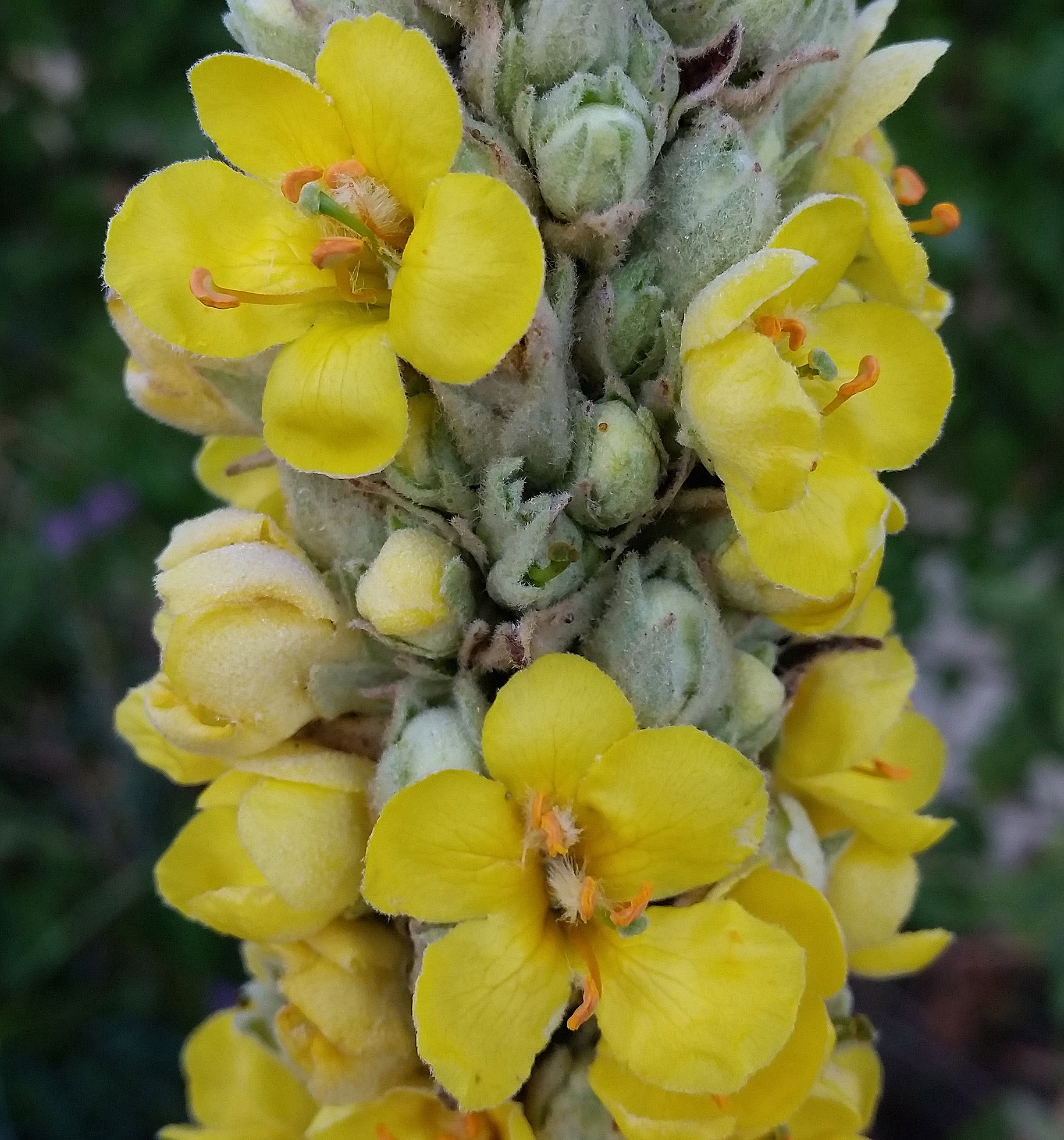 Organic Mullein - Mullein Elderberry Peppermint Echinacea Manuka Honey