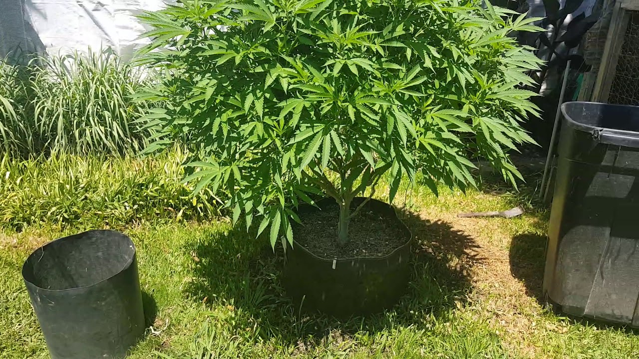 Outdoor grow 2019 (update 4) miracle grow is bad? - YouTube - Is Miracle Grow Good For Grass