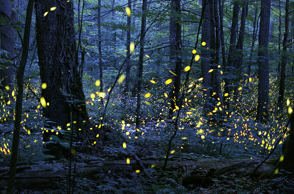 Fireflies.ai Note Taker In Microsoft Teams