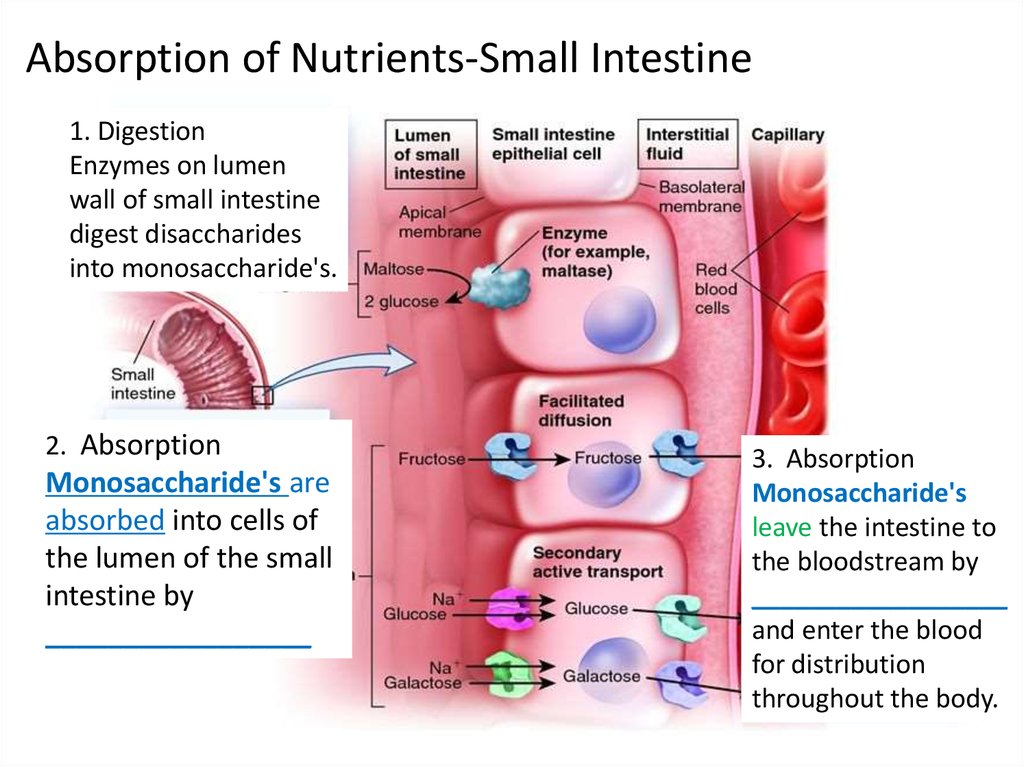 Nutrient Absorption Occurs Primarily In The