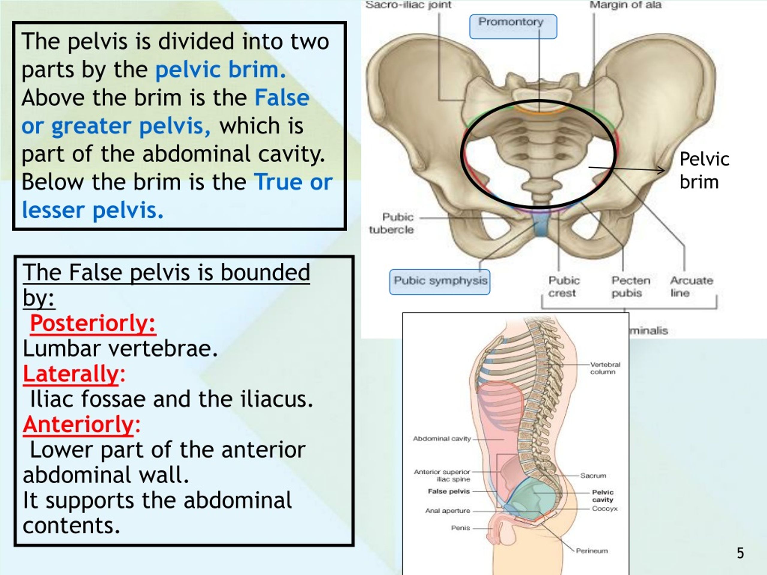 Pelvic Floor Strong Reviews Consumer Reports