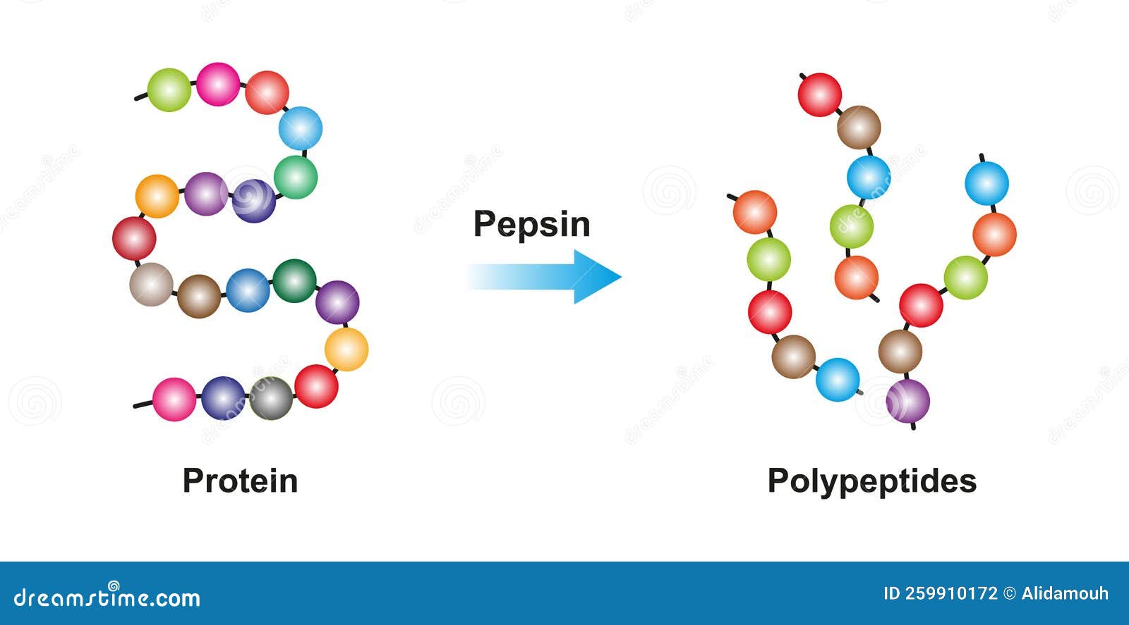 Pepsin Enzyme Stomach - Pepsin Is Required For Digestion In The Stomach